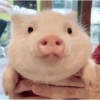 Porquinho Fofo Reações 🐷 19