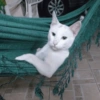 💕🐱Michitos para tus chats🐱💕 9