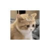 KUCING GEMOYY 11