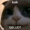 KUCING GEMOYY 9