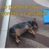 no puedo estoy gordito y cansadito