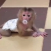 Macacos 13