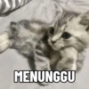 Meme Kucing #3 8