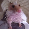 Hamster Fofo Reações 🐹 5