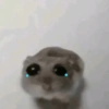 Hamster triste 10
