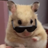 Hamster Fofo Reações 🐹 6