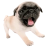 Doggies Moods 10
