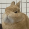 Coelho Fofo Reações 🐰 5