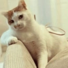 💕🐱Michitos para tus chats🐱💕 7