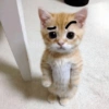 Gatitos. | @ocenferios  Haki. 8