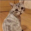 Gatitos para Mandar! 🐈‍⬛ 11