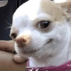 💖🐶Moods con perritos🐶💖 6