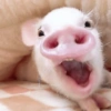 Porquinho Fofo Reações 🐷 15