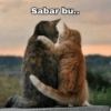 Cute Cats 🐱 7