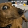 Animales random  8