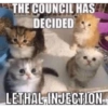 Cat images I love 13