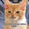 😻 MICHIS RANDOMS 5 😸 10