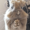 Coelho Fofo Reações 🐰 21