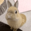 Coelho Fofo Reações 🐰 10