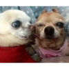 🐶•🐈Parejitas🐈•🐶 12