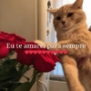Melhores figurinhas  16