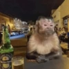 छोटे बंदर ❤️🐒 7