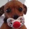 Dogs engraçados  5