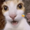 Kucing imut 2 18