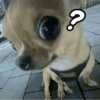 Pinscher e Chihuahua MEMES 23
