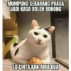 Stiker kucing imut  19