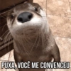 Pets Fofos Memes 5 🐾 14