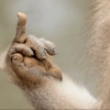 Monkey 10
