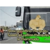 Slow ga vellina thenguley, Speed ga vellina thenguley lethammudu. Sled