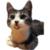 Michis 8