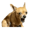 Chihuahuas 7