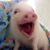 Porquinho Fofo Reações 🐷 8