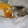 Gatitos tristes 12