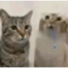 Gatos 22