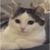 🌈🐈‍⬛✨️Gatos Funny Mood✨️🐈🌈 11