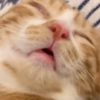 Gatos 19