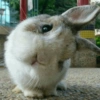 Coelho Fofo Reações 🐰 22