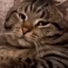 Gatos 27