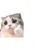 Mini gatitos 🥺😻 9