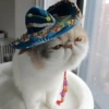 Mariachi Cats🤠😺✨ 5