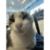 Cats 8