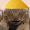 🐈‍⬛🐱🧶 GATOS | CATS 5 🧶🐱🐈‍⬛ 4