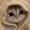 MEMES GATITOS 18😍 12