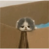 Котёнок в коробке
