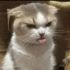 MEMES GATITOS 19 8