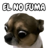 🐕🐶Perrito sin palabras 😬🙁 15